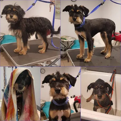 Salon Psiej Urody VEGAS